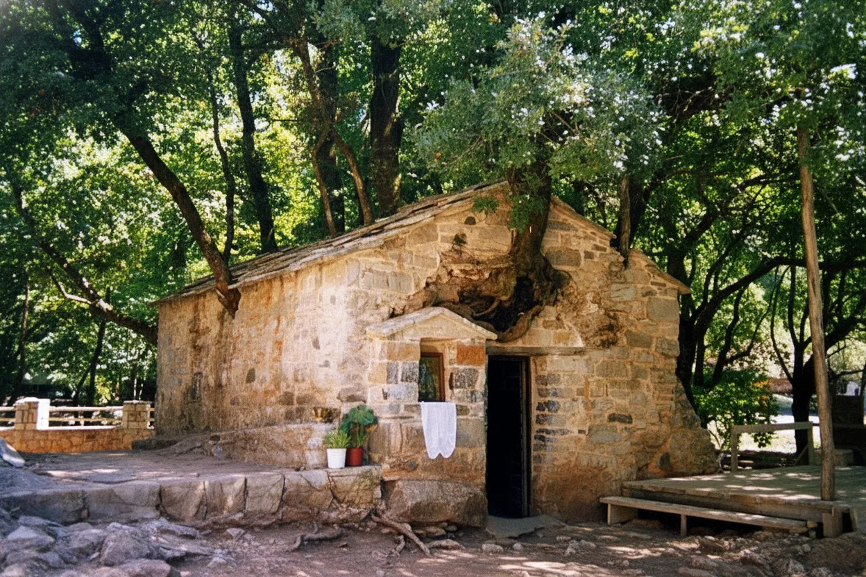Close-up of the ancient stone roof of Agia Theodora chapel with tree trunks emerging directly from it.
