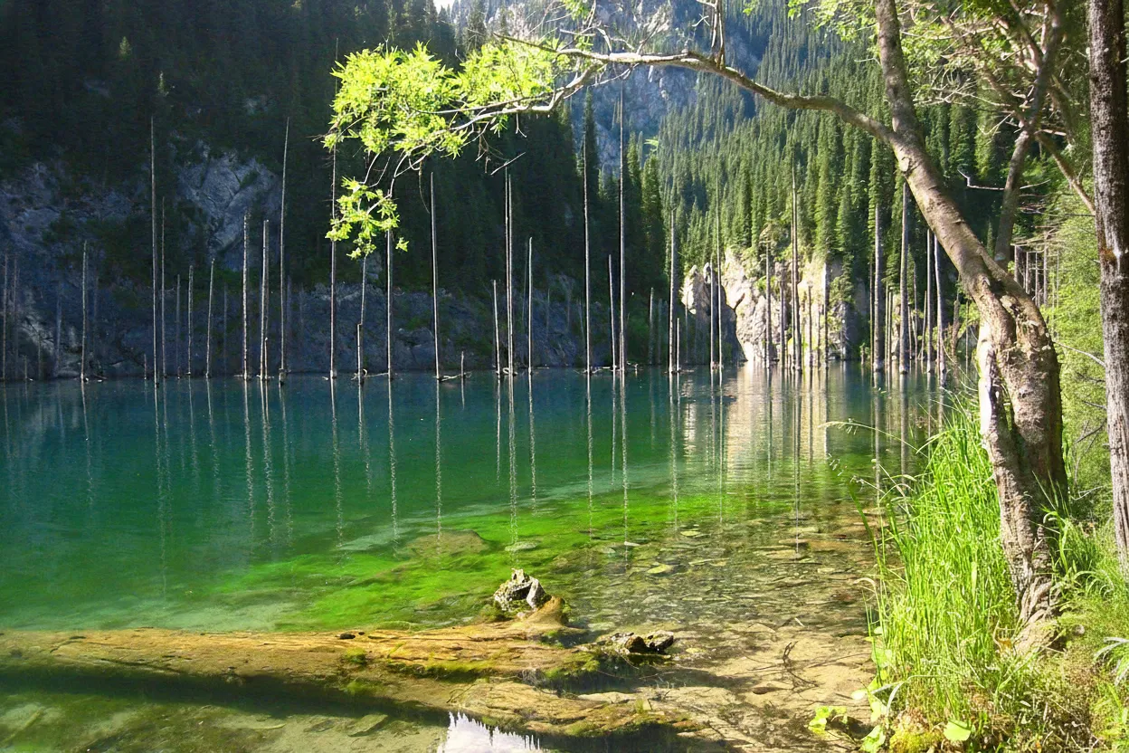 Underwater shot of a preserved spruce tree trunk and branches in the clear, turquoise waters of Kaindy Lake.