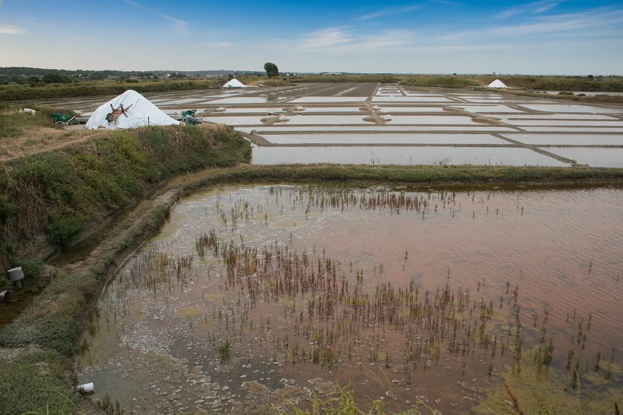 Panoramic view of the geometric Guérande salt marshes under a blue sky, with a paludier working in the distance.