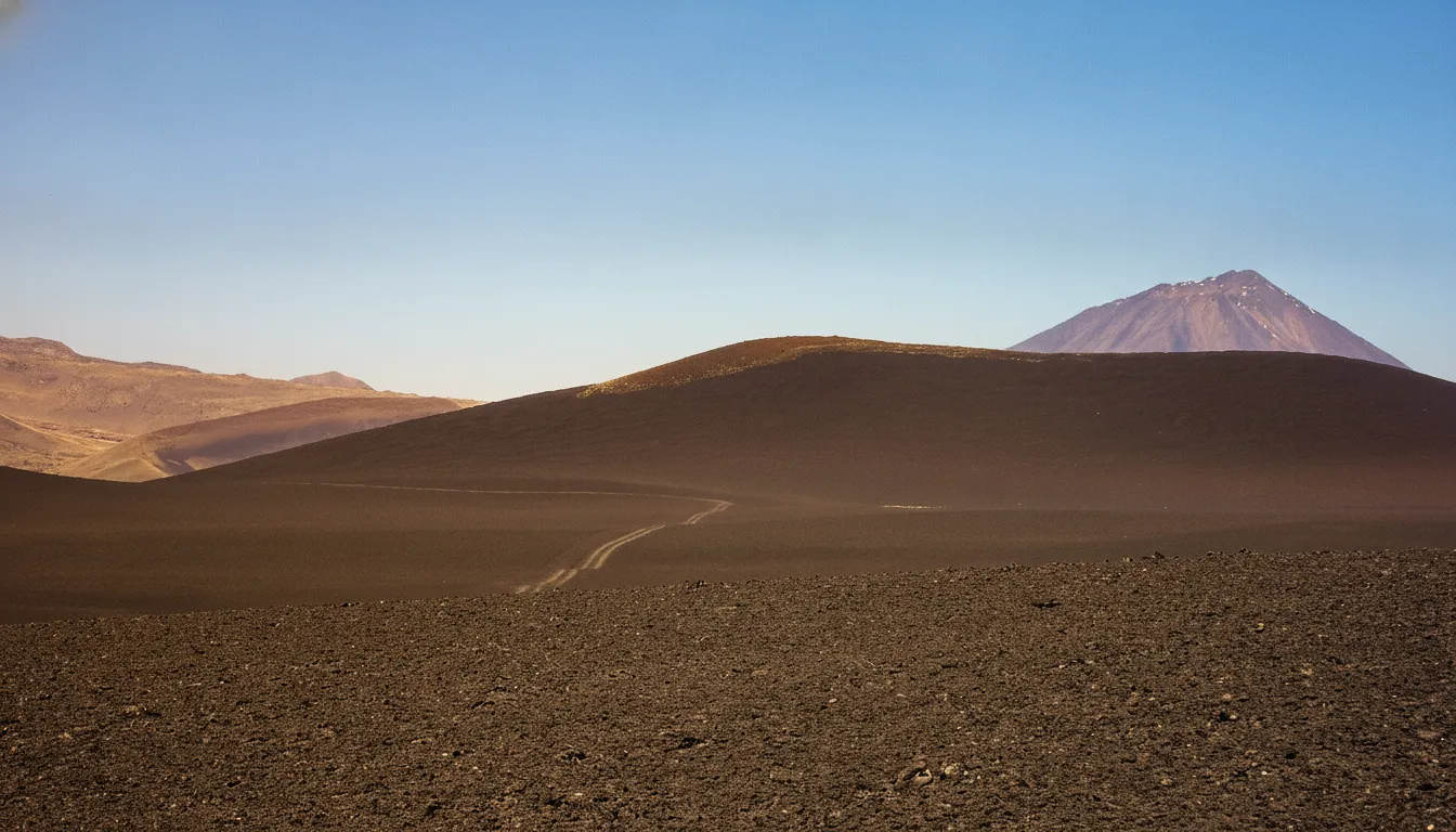 A herd of guanacos grazing on sparse vegetation amidst black volcanic rocks in La Payunia, Argentina