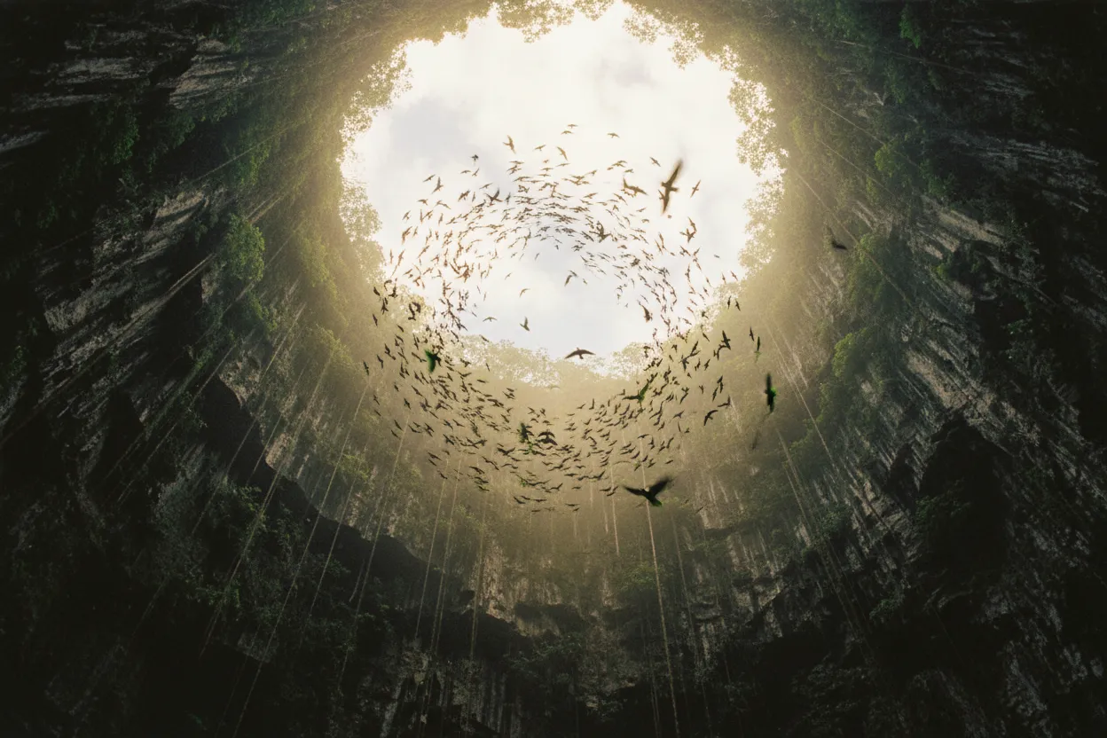 Hundreds of thousands of white-collared swifts and green parakeets spiraling out of the Sótano de las Golondrinas at dawn, creating a living vortex against the sunrise sky.