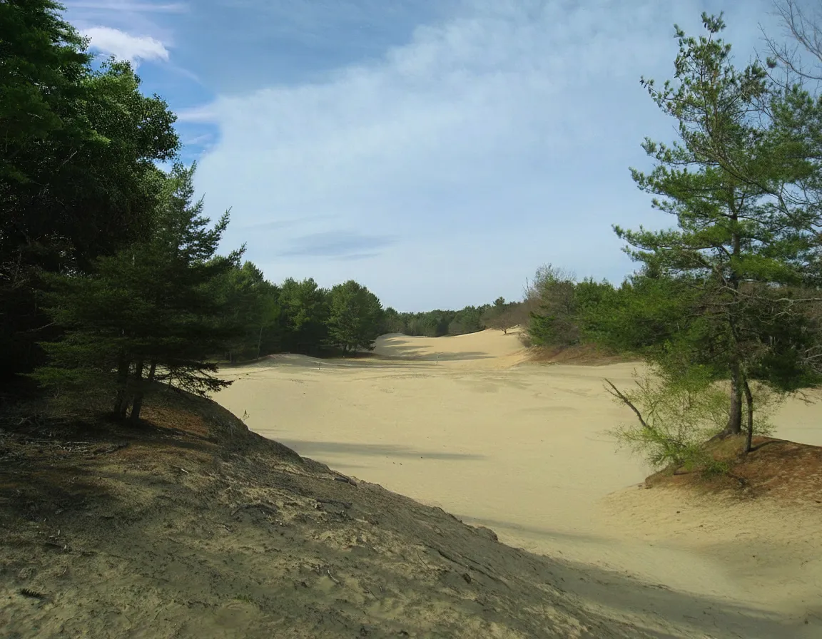 Close-up of a partially buried tree trunk emerging from the sand dunes, illustrating the desert's encroachment